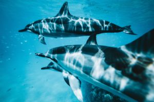 Dauphins sous la mer-sirius starseed dauphins Sirius starseeds-Copyright pexels-kammeran-gonzalezkeola