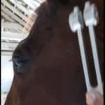 soin énergétique sonothérapie cheval animaux